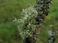 Ramalina peruviana
