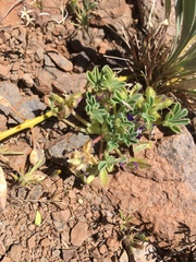 Lupinus brevicaulis