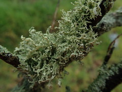 Ramalina peruviana