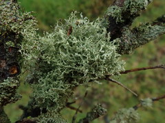 Ramalina peruviana