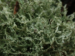 Ramalina peruviana