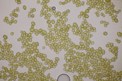 Farysia thuemenii