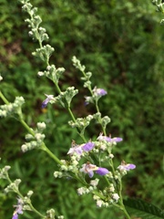 Vitex agnus-castus