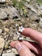 Lithophragma tenellum