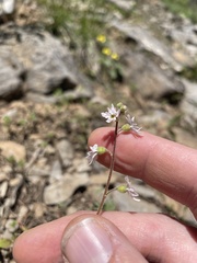 Lithophragma tenellum