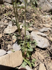 Lithophragma tenellum