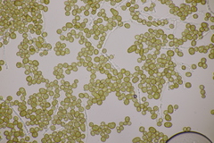 Farysia thuemenii