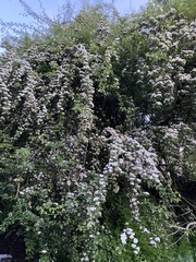 Crataegus monogyna