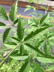 Vitex agnus-castus