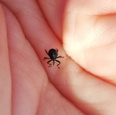 Mononychus punctumalbum