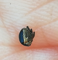 Mononychus punctumalbum