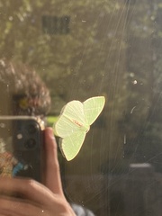 Nemoria glaucomarginaria