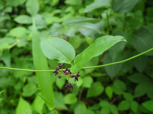 black swallow-wort