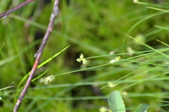 Carex tenuiflora