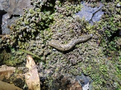 Geomalacus maculosus