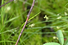 Carex tenuiflora