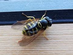 Chrysotoxum cautum