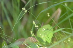 Carex tenuiflora
