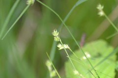 Carex tenuiflora