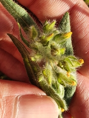 Tuberaria