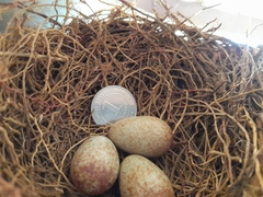 Turdus grayi