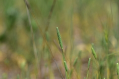 Phleum subulatum