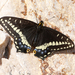 Papilio indra indra - Photo (c) neilpaprocki, μερικά δικαιώματα διατηρούνται (CC BY-NC)
