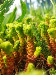 Sedum acre