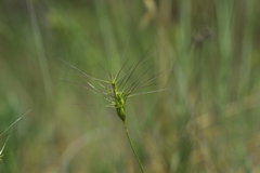 Aegilops neglecta
