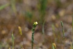 Linum strictum strictum