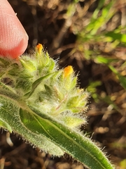 Tuberaria