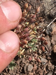 Cusickiella douglasii