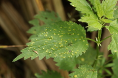 Puccinia urticata
