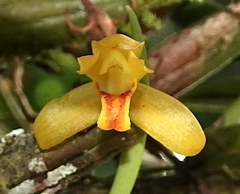 Maxillaria acutifolia