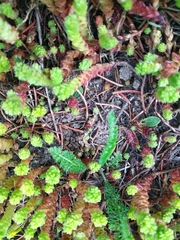 Sedum acre