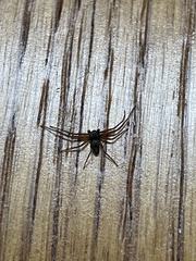 Philodromus marxi
