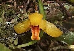 Maxillaria acutifolia