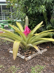 Aechmea mariae-reginae