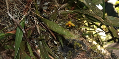 Maxillaria acutifolia
