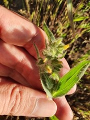 Tuberaria