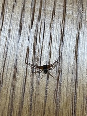 Philodromus marxi