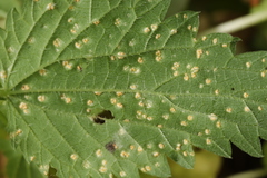 Puccinia urticata