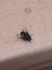 Diptera