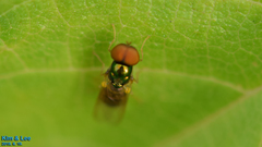 Microchrysa flaviventris