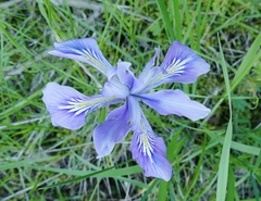 Iris tenax