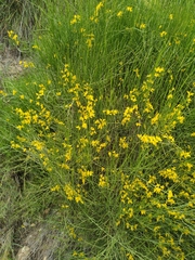Genista spartioides