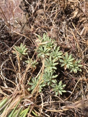 Cusickiella douglasii