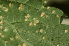 Puccinia urticata