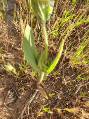 Tuberaria