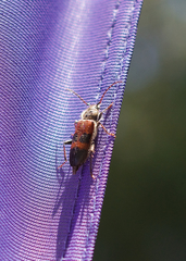 Semanotus amplus amplus